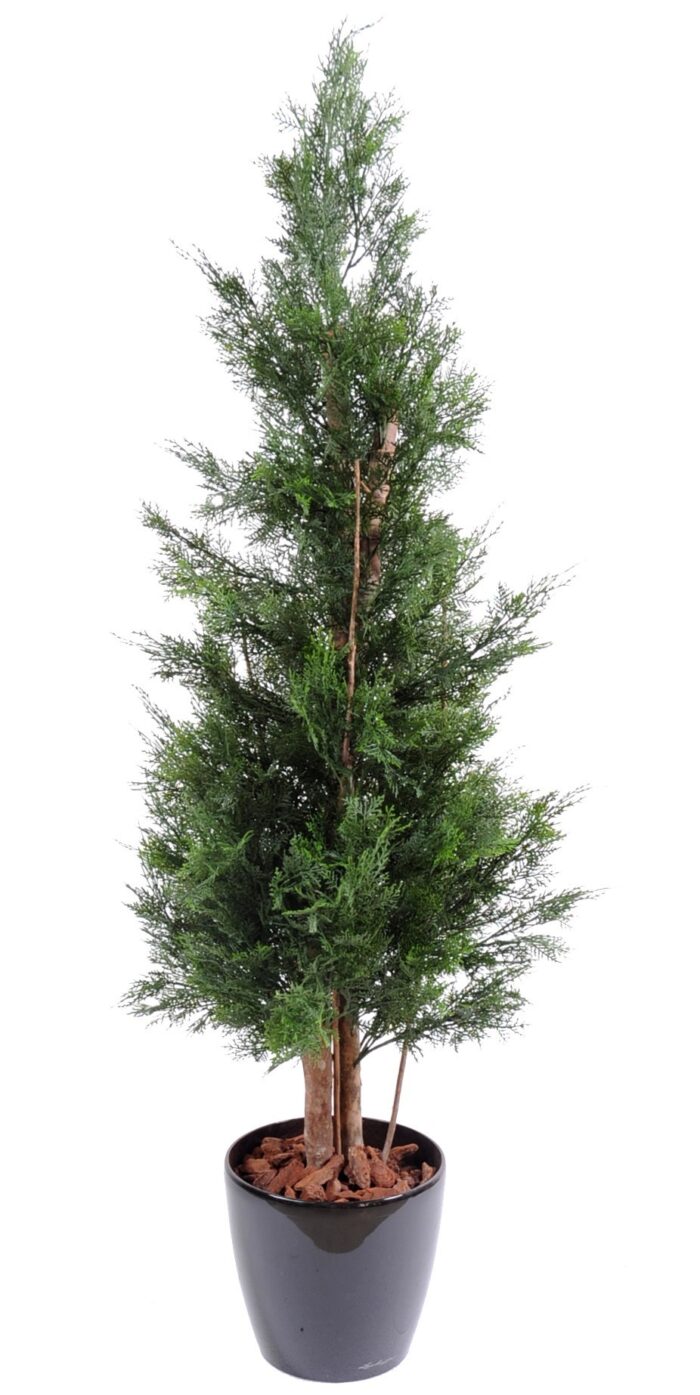 cypress lawson chamaecyparis uv resistant