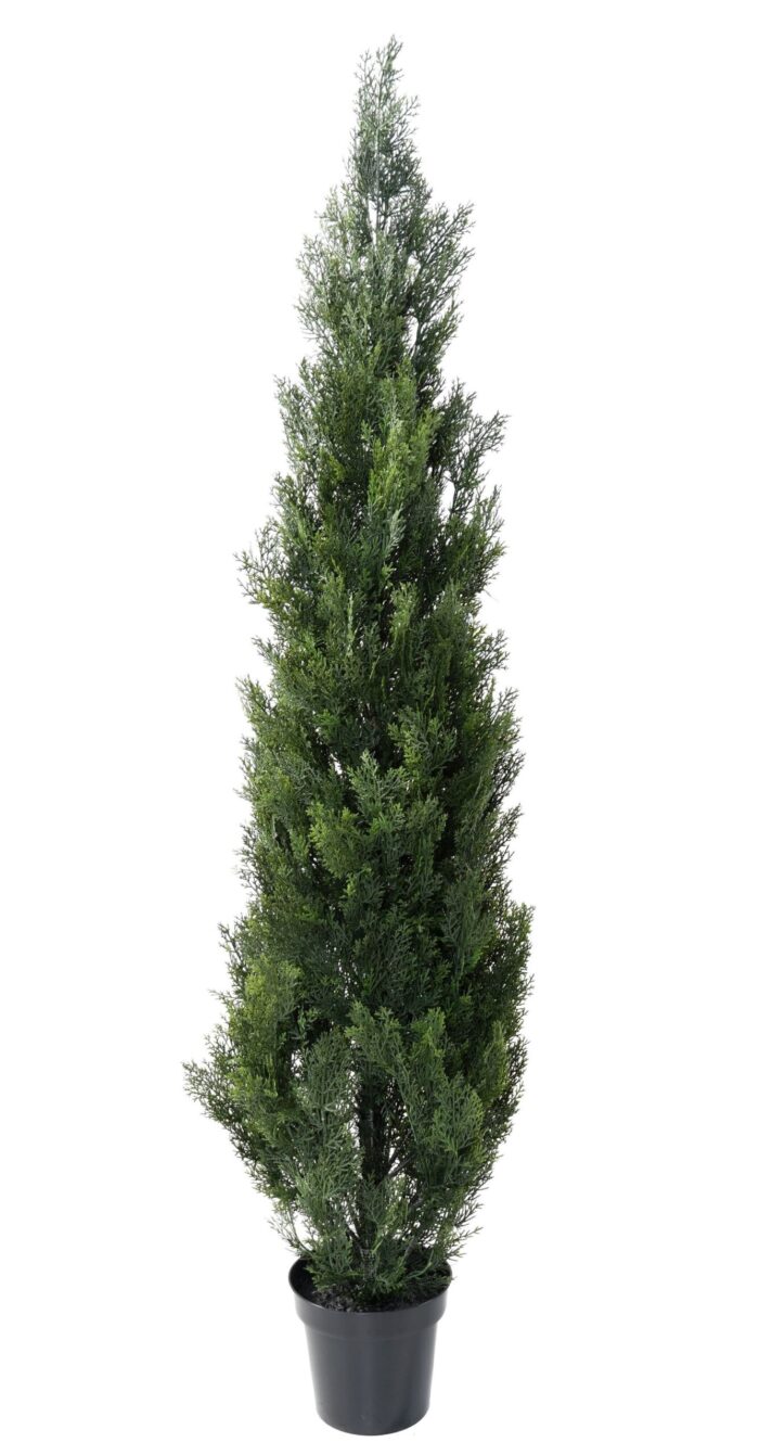 cypress mini new 2 scaled