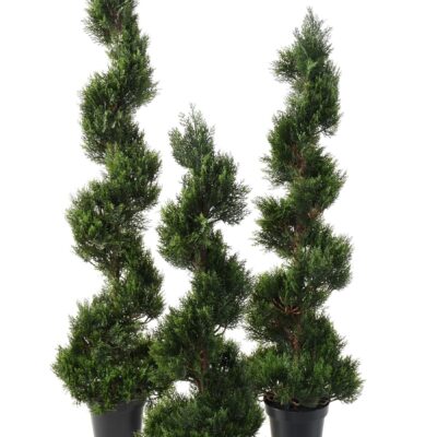 cypress mini new large spiral scaled