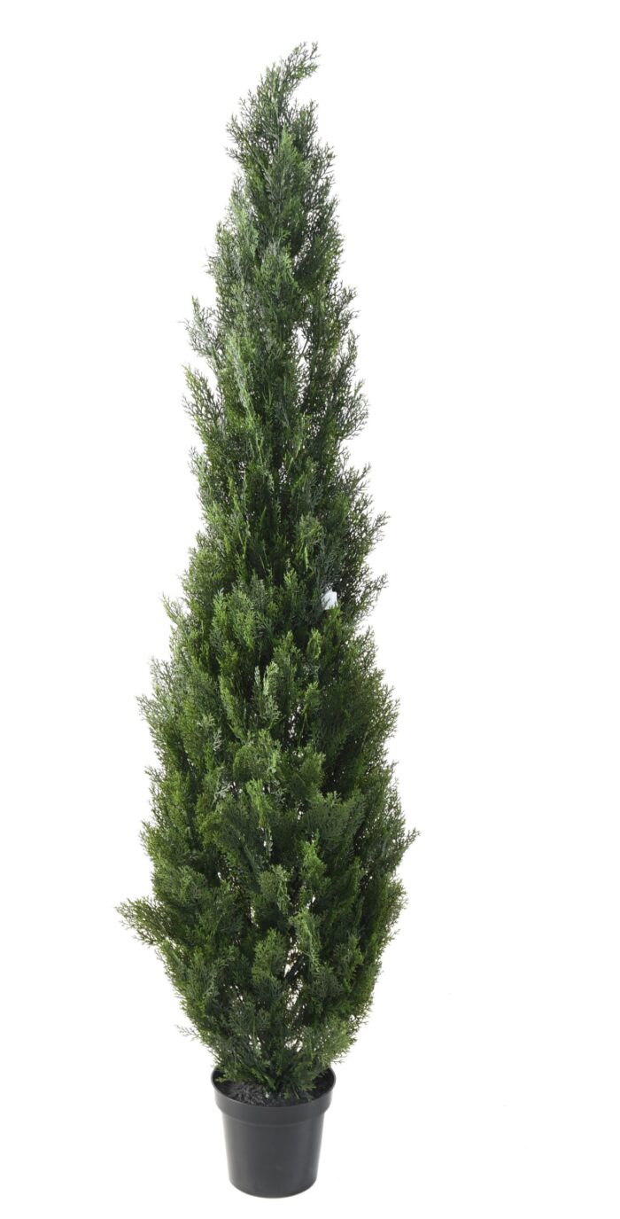 cypress mini new scaled