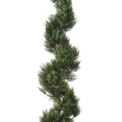 cypress mini new spiral large scaled