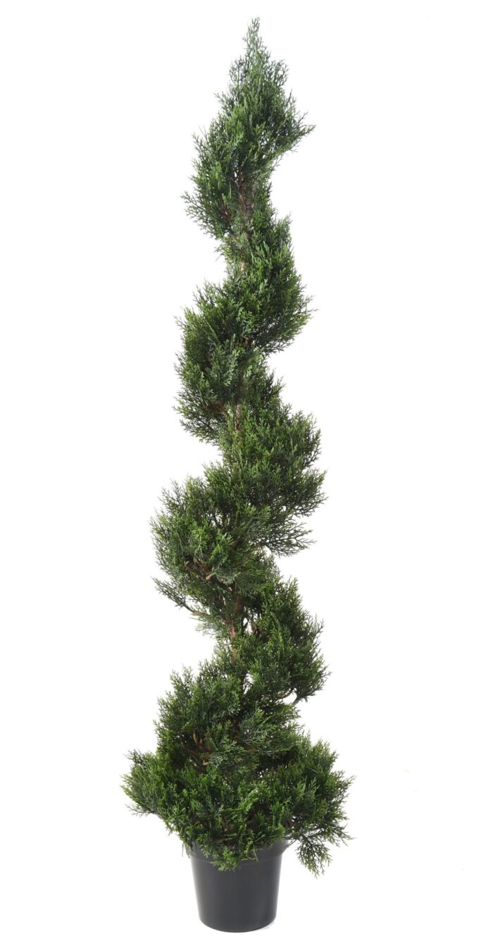 cypress mini new spiral large scaled