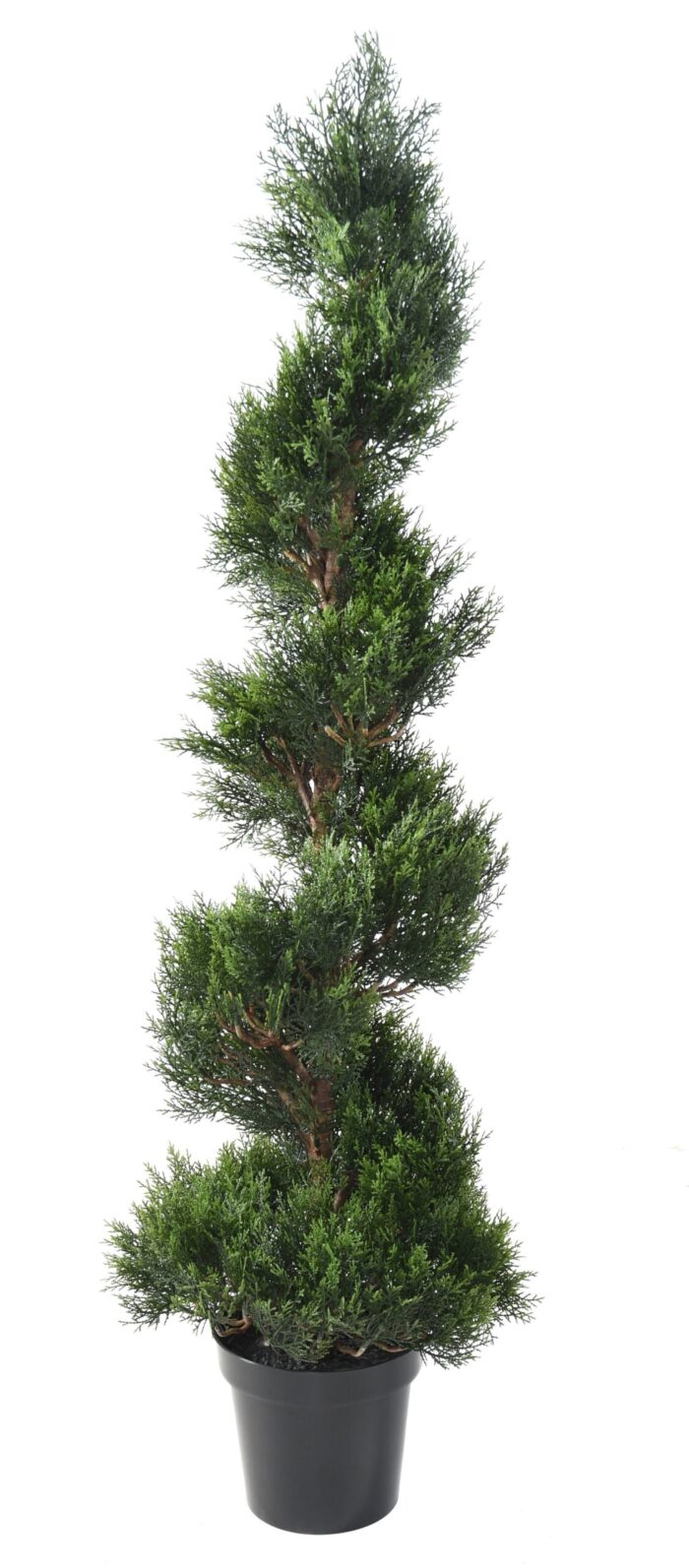 cypress mini new spirale large scaled