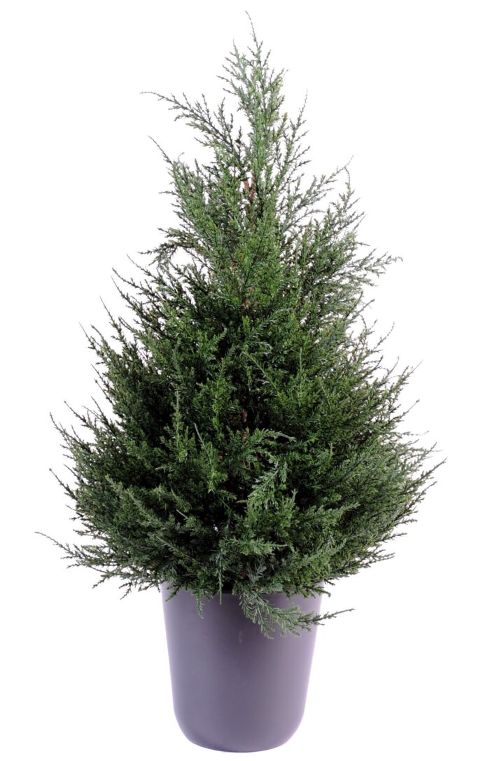 cyprus juniperus