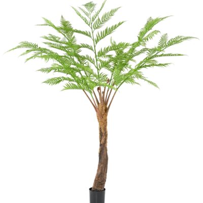 dicksonia fern 1 scaled