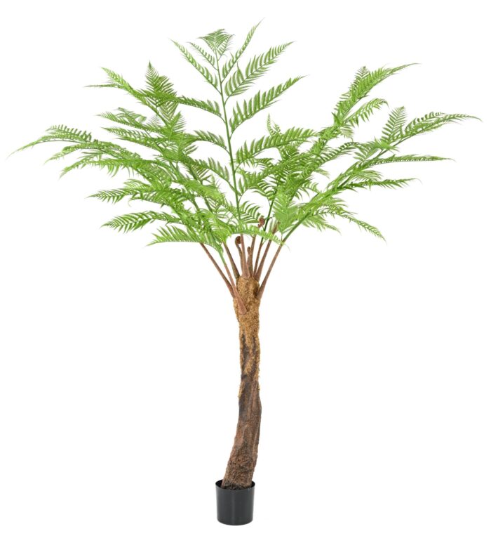 dicksonia fern 1 scaled