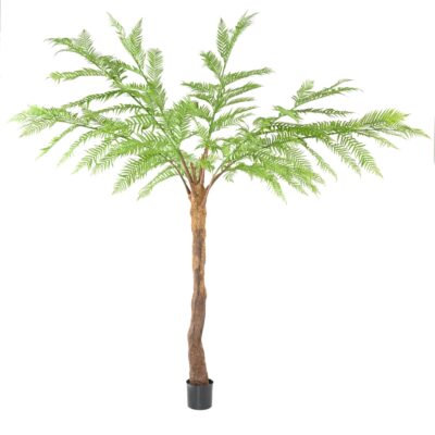 dicksonia fern 2 scaled