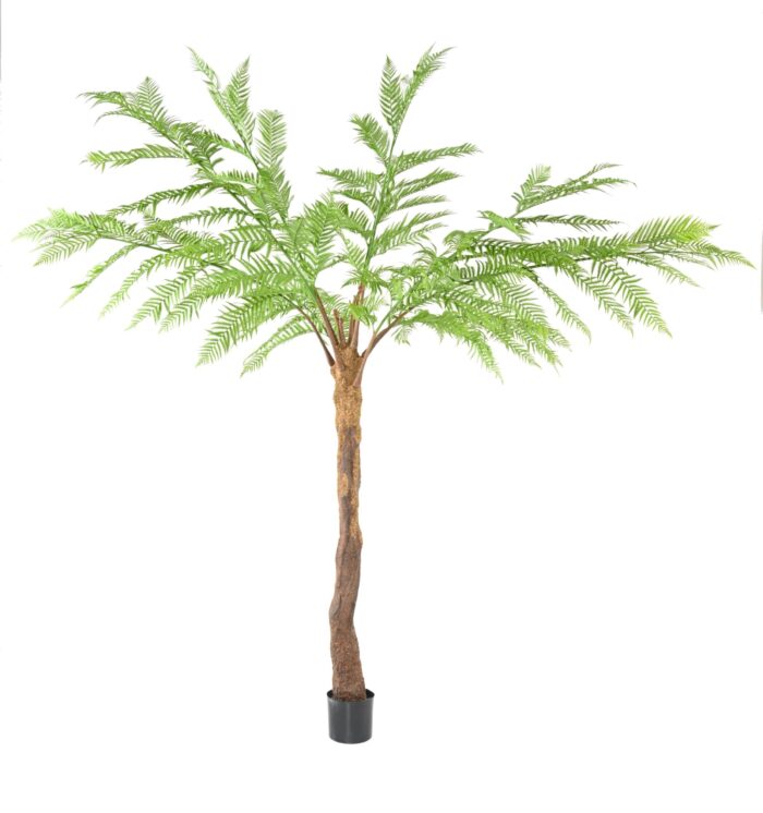 dicksonia fern 2 scaled