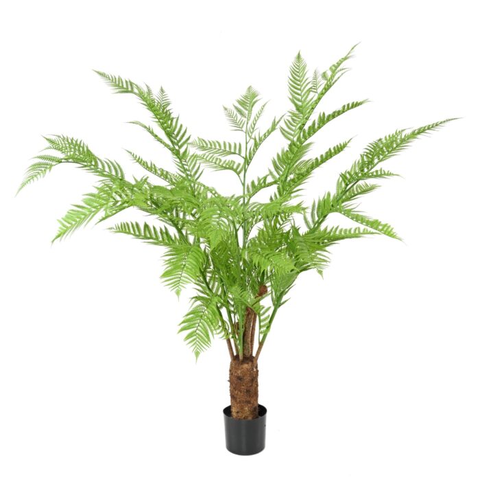 dicksonia fern scaled