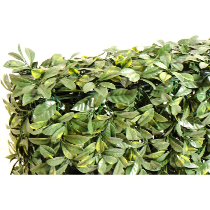 dogwood hedge new 1