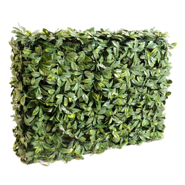dogwood hedge new