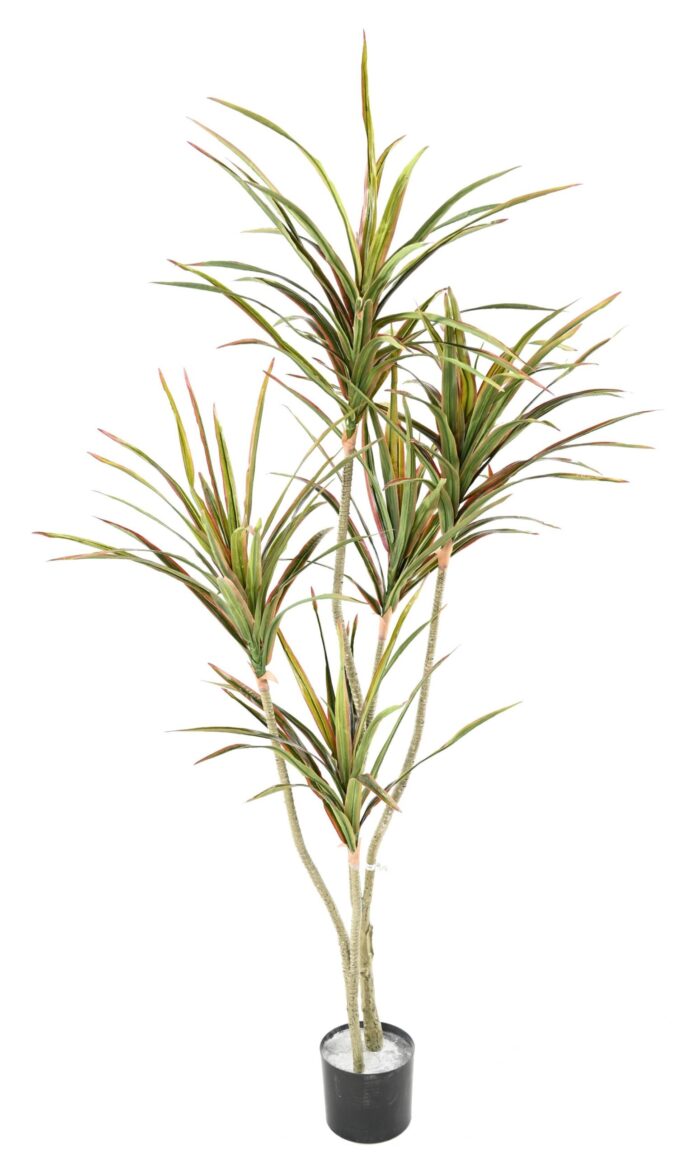 dracaena 1 scaled