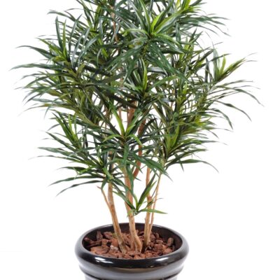 dracaena anita 1 scaled