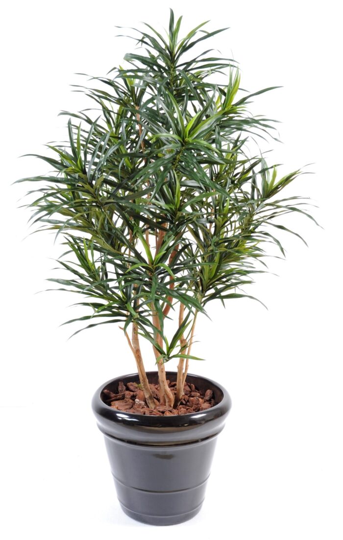 dracaena anita 2 scaled