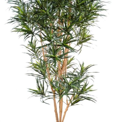dracaena anita scaled