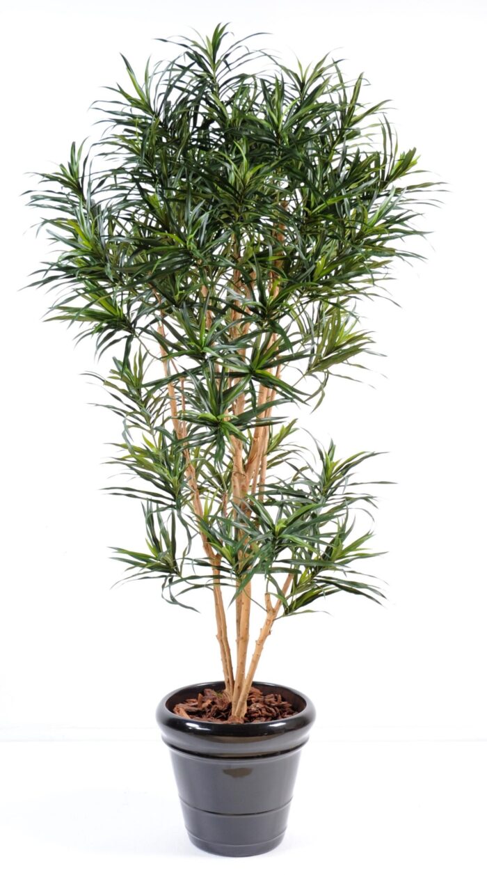 dracaena anita scaled