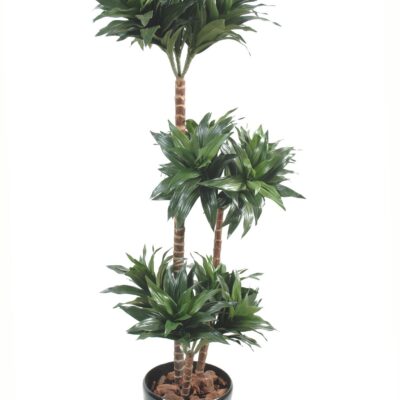 dracaena fragrans 1