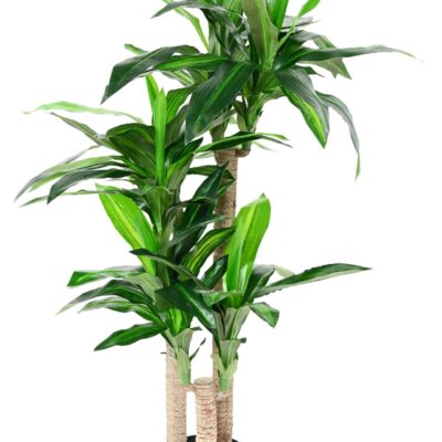 dracaena fragrans 135 on trunks scaled