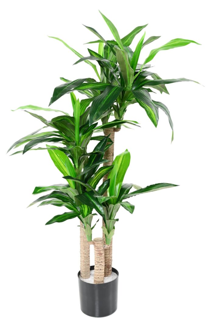 dracaena fragrans 135 on trunks scaled