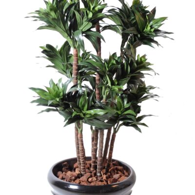 dracaena fragrans compacta 1 scaled