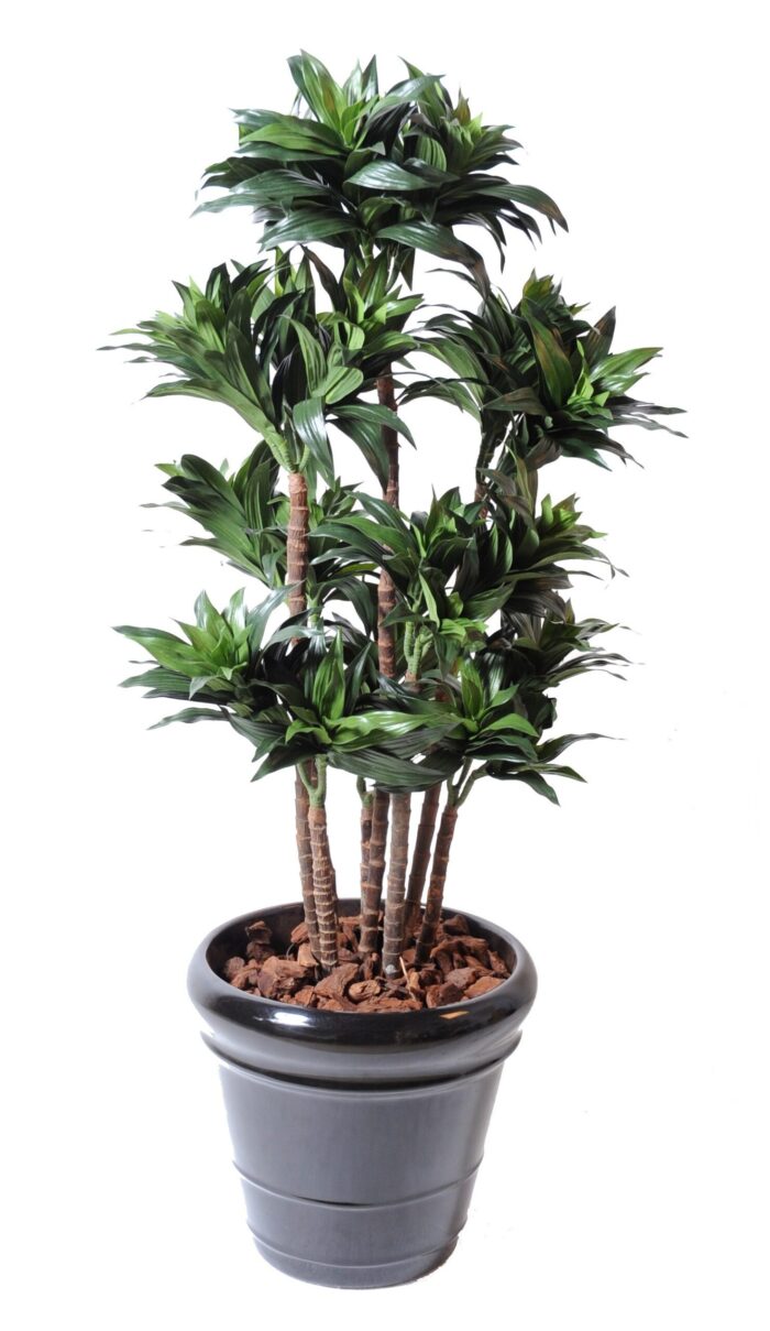 dracaena fragrans compacta 1 scaled