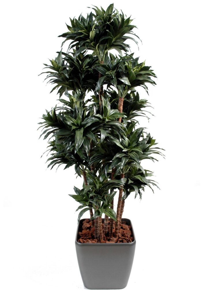dracaena fragrans compacta
