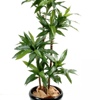 dracaena fragrans janet craig 1