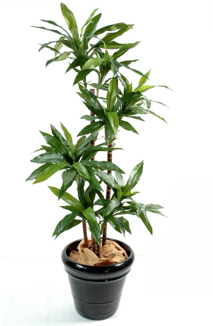 dracaena fragrans janet craig