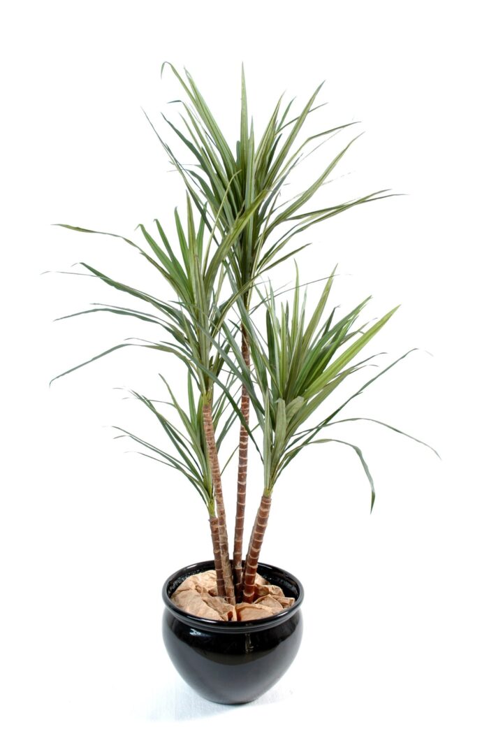 dracaena marginata 1 scaled