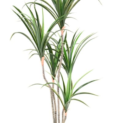 dracaena marginata 125 scaled