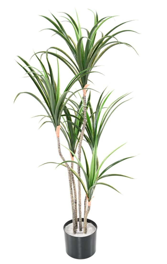 dracaena marginata 125 scaled