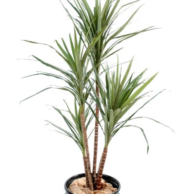 dracaena marginata scaled