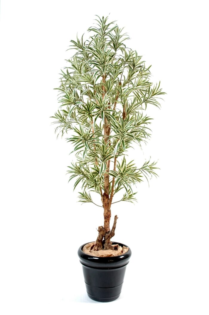 dracaena reflexa 1 scaled