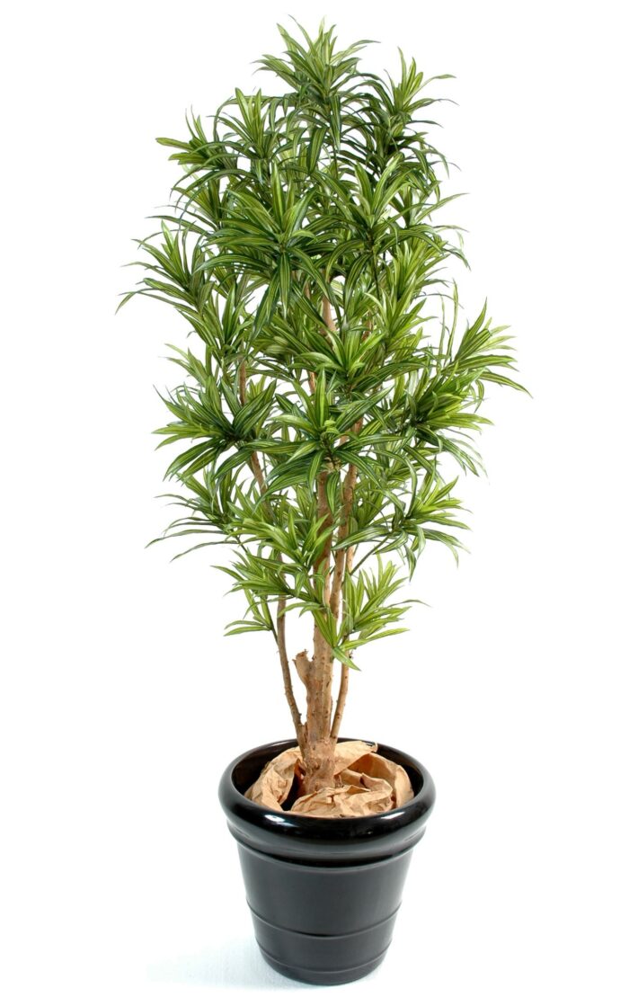 dracaena reflexa 2