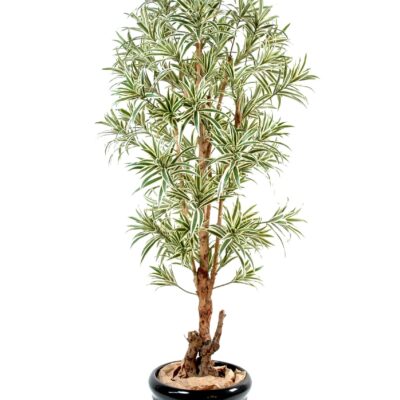 dracaena reflexa 3 scaled