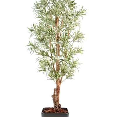 dracaena reflexa 5 scaled