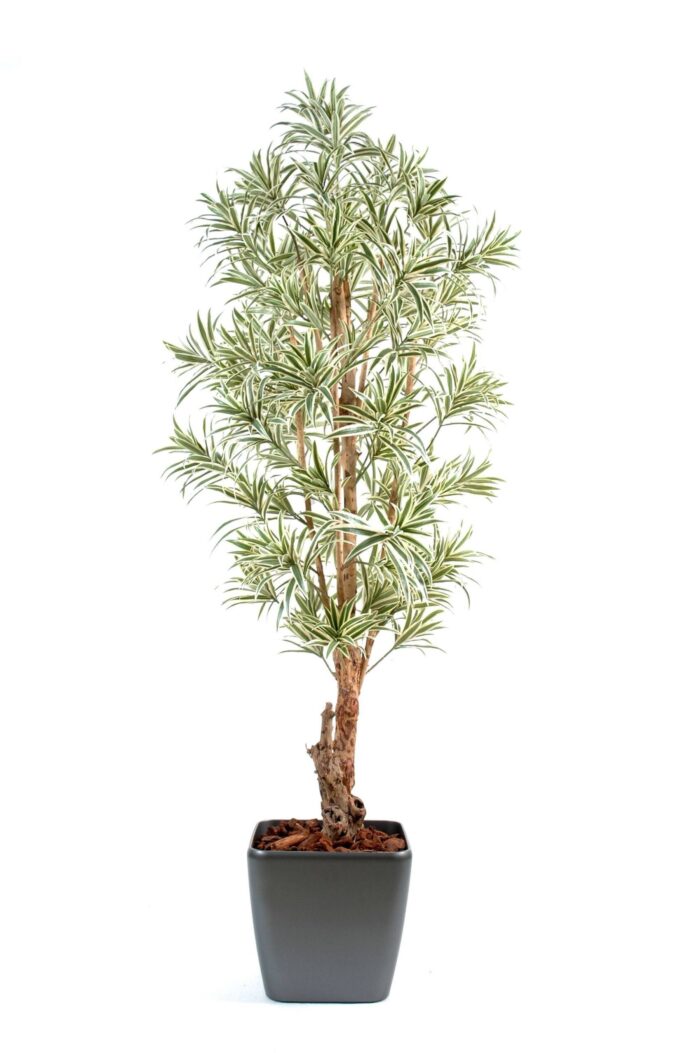 dracaena reflexa 5 scaled