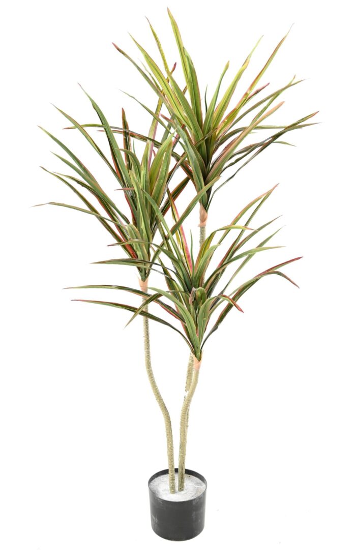 dracaena scaled