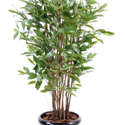 dracaena surculosa 1 scaled