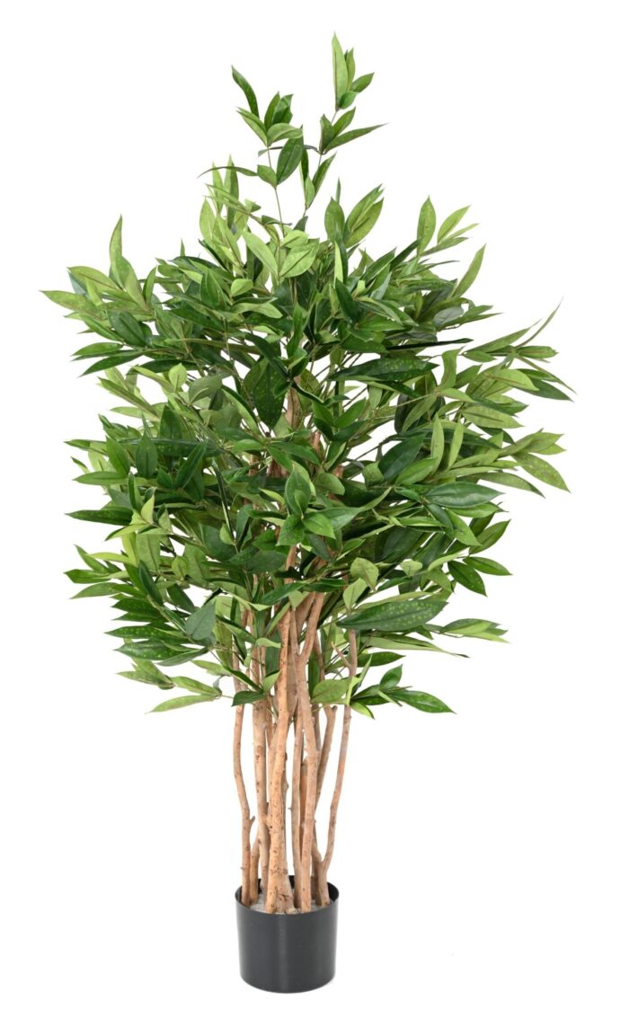 dracaena surculosa 155 scaled