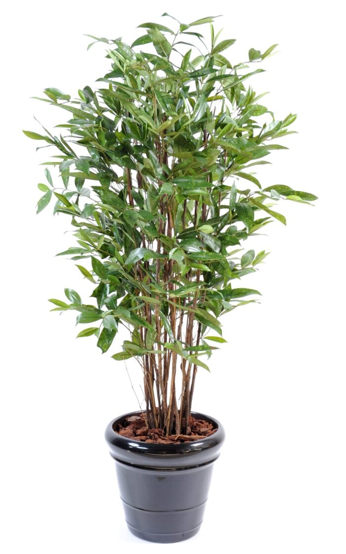 dracaena surculosa scaled