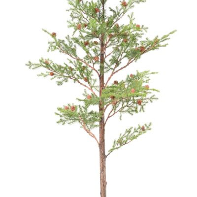 epicea rubens 125 scaled