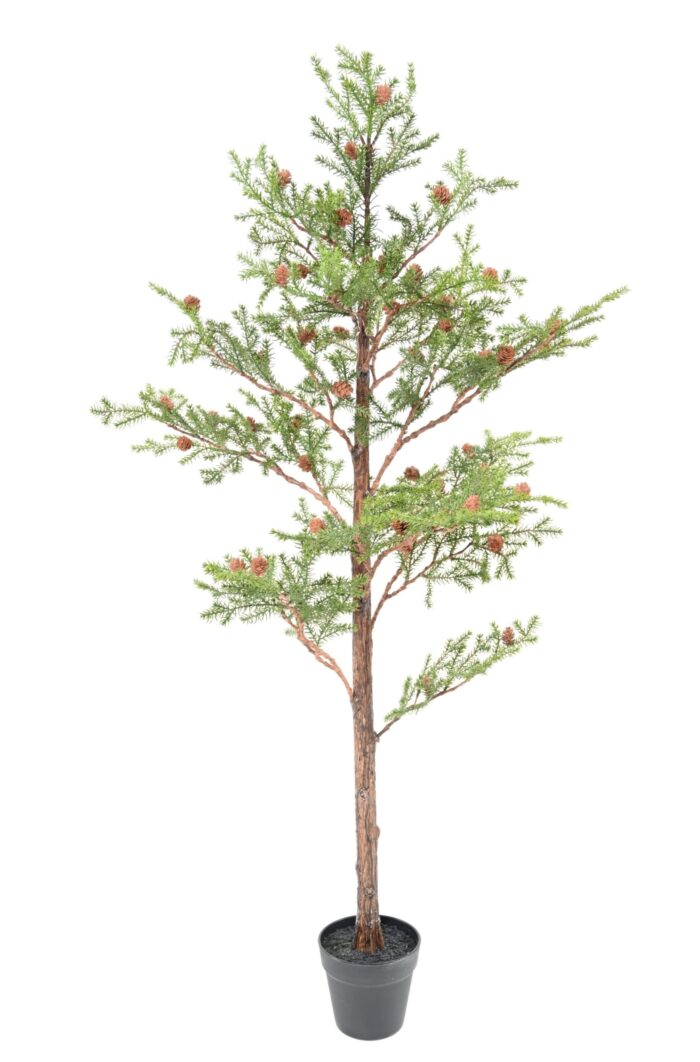epicea rubens 125 scaled