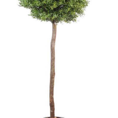 eucalyptus ball stem scaled