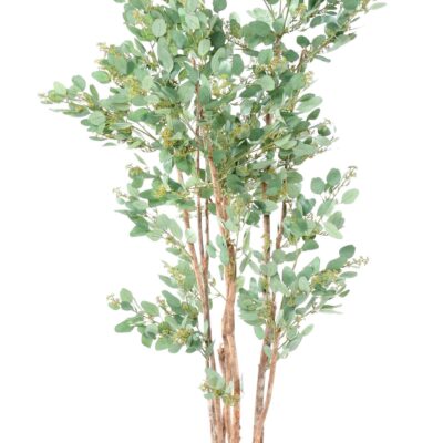 eucalyptus berries scaled