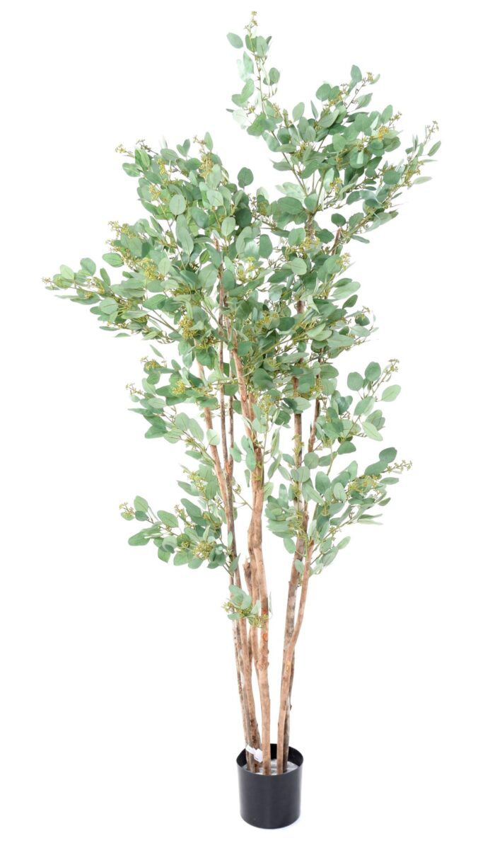 eucalyptus berries scaled