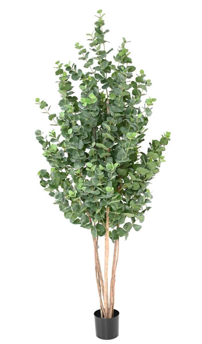 eucalyptus gunnii bush 1 scaled