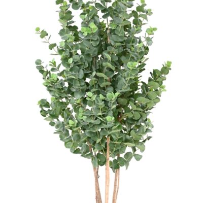 eucalyptus gunnii bush scaled