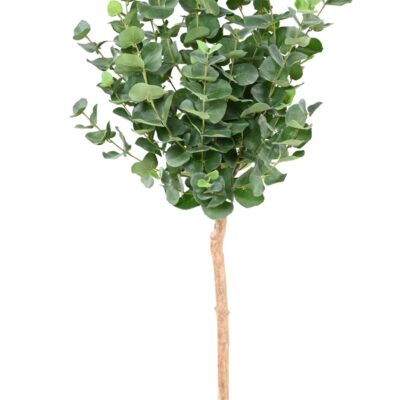 eucalyptus gunnii stem 1 scaled