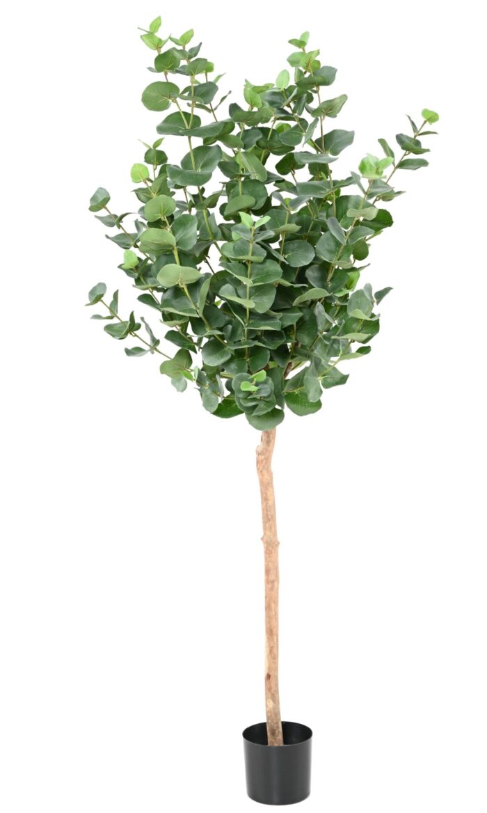 eucalyptus gunnii stem 1 scaled